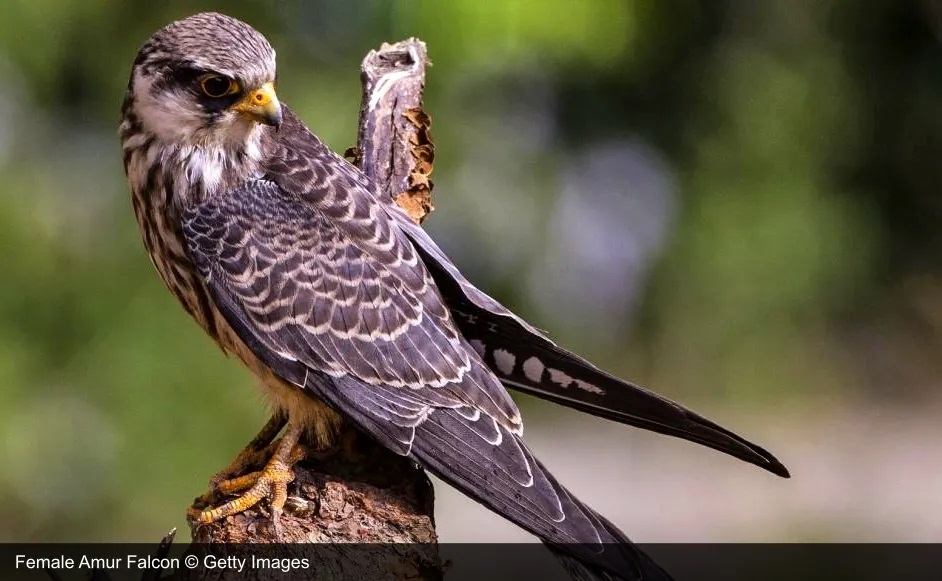 Amur Falcons Female of Amur Falcons