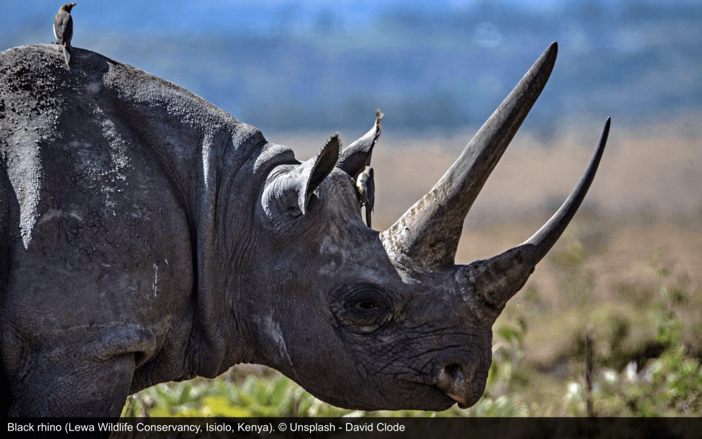 Image of black rhino