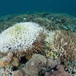 Coral reefs bleaching