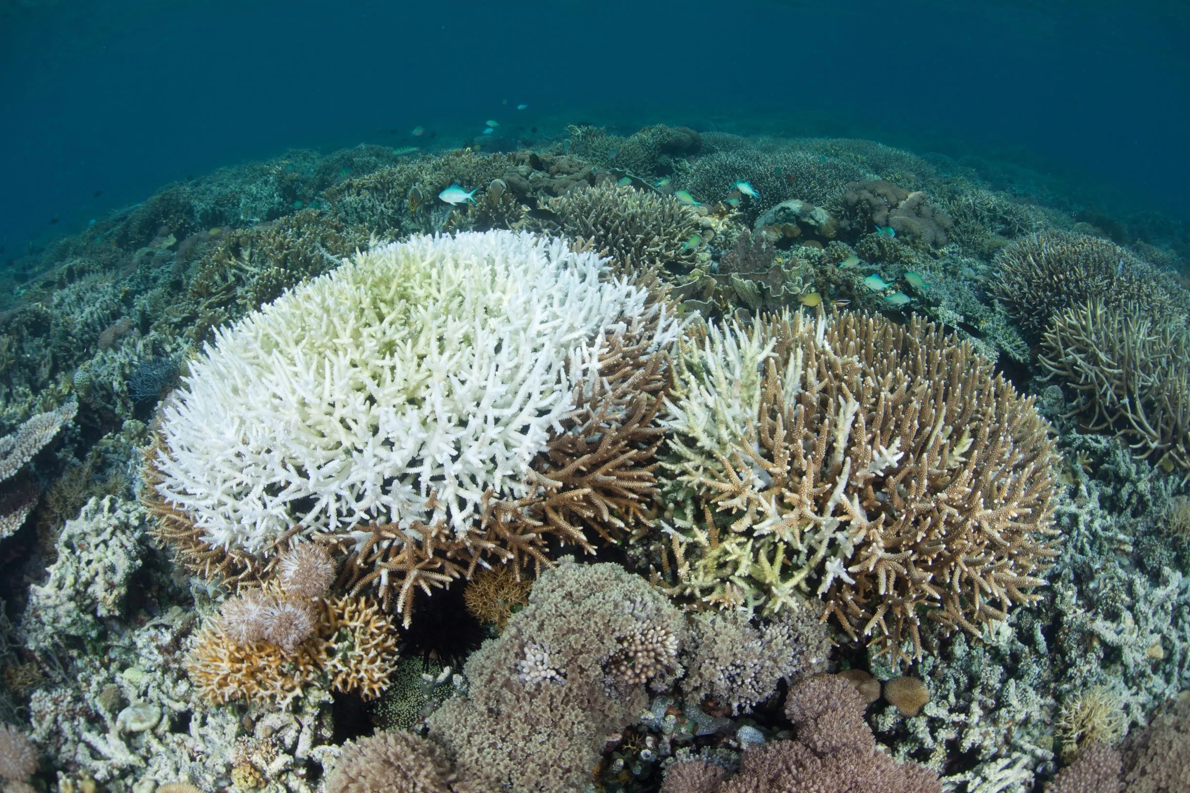 Harnessing space technology to monitor coral reef bleaching | Skyrora