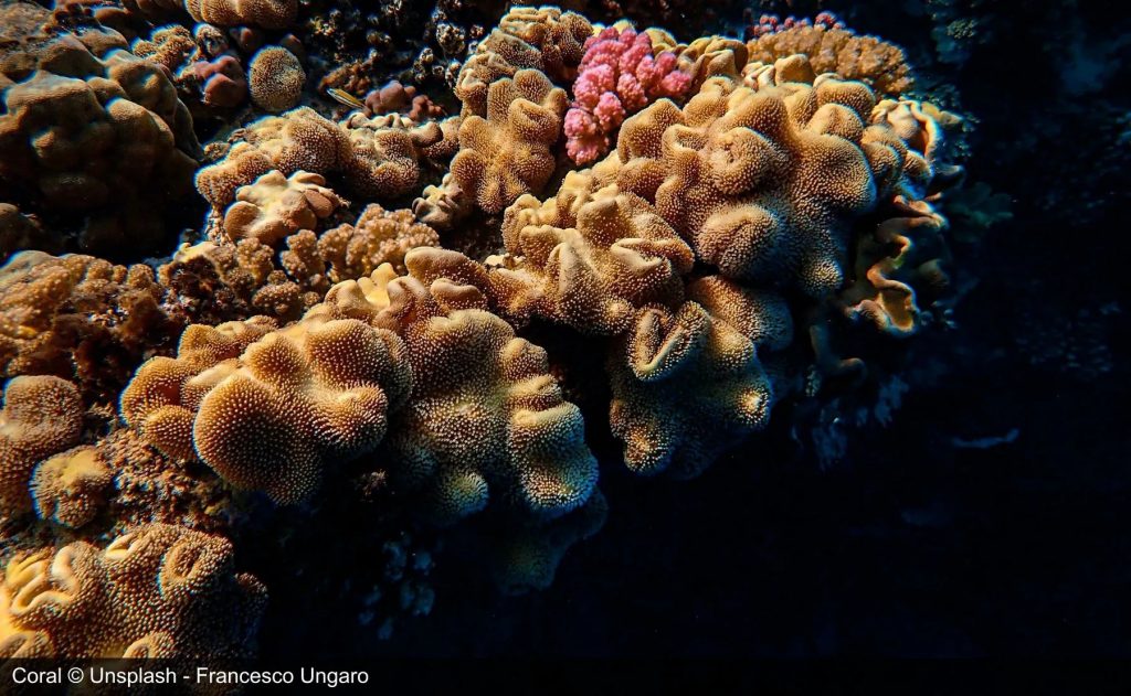 Coral reefs Coral