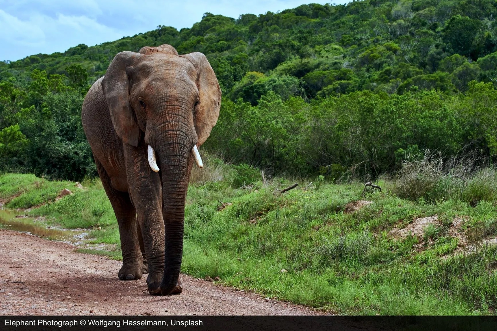 Photograph of elephant