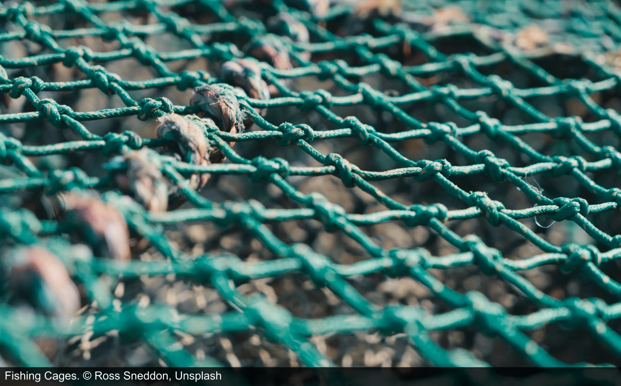 Fishing cages Green fishing cages