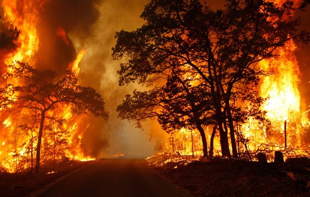 A forest being burned by a wildfire