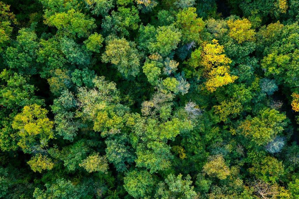 Trees from an aerial view